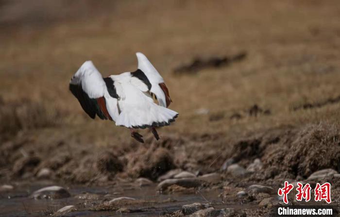 圖為翹鼻麻鴨?！」Π栽?攝