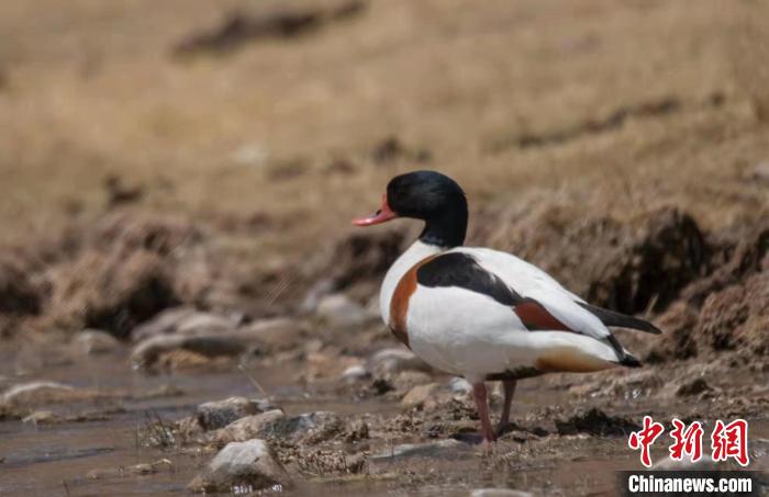 圖為翹鼻麻鴨?！」Π栽?攝