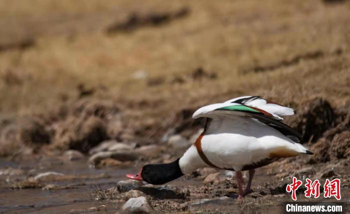 圖為翹鼻麻鴨?！」Π栽?攝