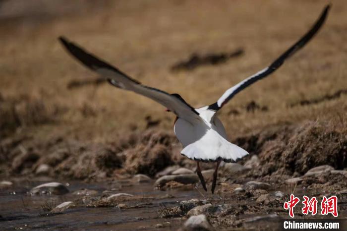 圖為騰飛的翹鼻麻鴨。　功霸扎西 攝