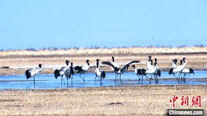 圖為成群的黑頸鶴“翩翩起舞”?！‘?dāng)智 攝