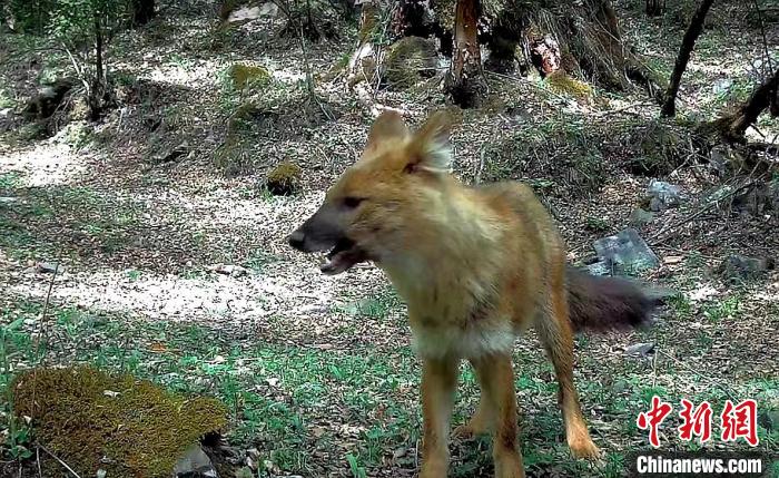 青?；ブ鄙搅謪^(qū)首次記錄到豺活動(dòng)影像