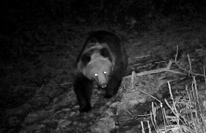 青海互助北山70年來(lái)首次發(fā)現(xiàn)棕熊活動(dòng)軌跡