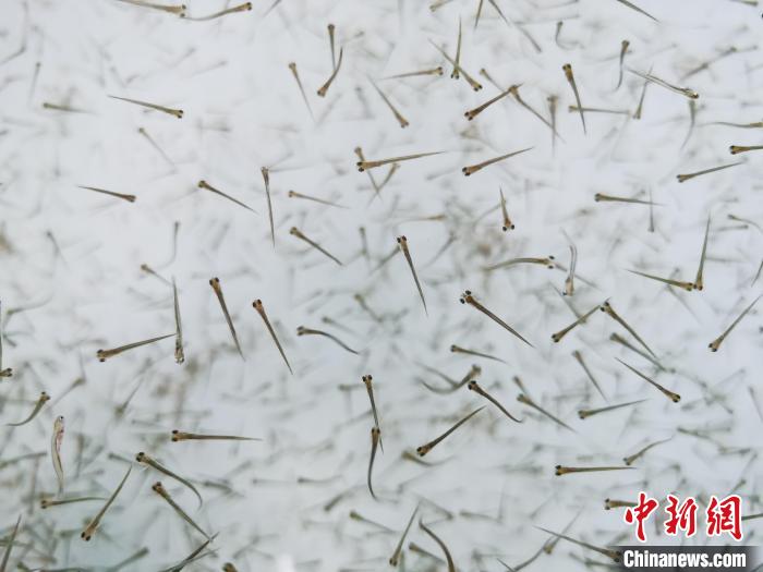 探訪(fǎng)青海湖湟魚(yú)“育嬰室”：“密集”育苗，體重10克放流