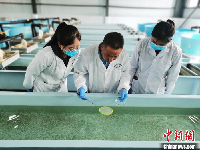 圖為工作人員檢查魚(yú)苗?！?zhí)砀?攝