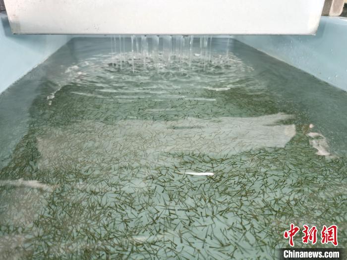 圖為正在育苗?！?zhí)砀?攝