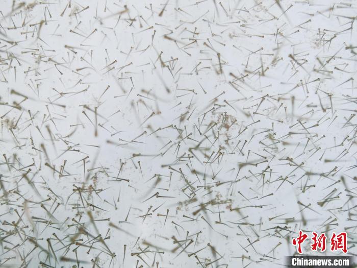 圖為魚(yú)苗?！?zhí)砀?攝