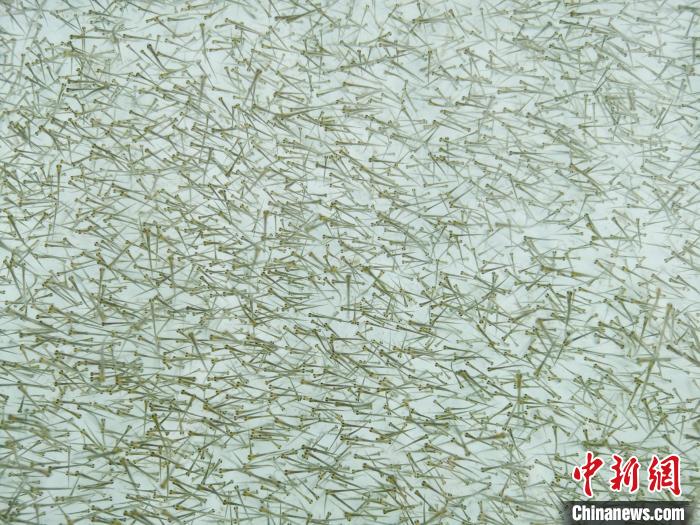圖為密集培育的魚(yú)苗?！?zhí)砀?攝