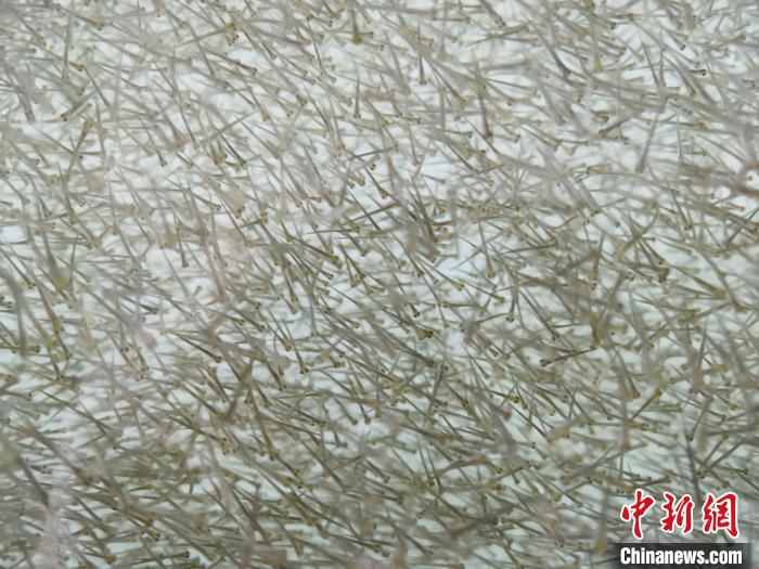 圖為密集分布的魚(yú)苗?！?zhí)砀?攝