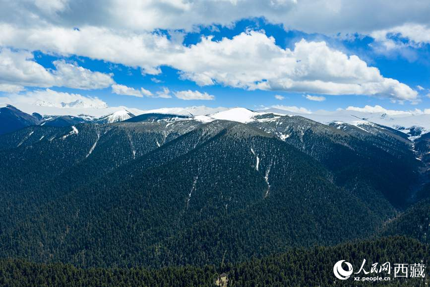 圖為在海拔4700多米的色季拉山，觀測(cè)從森林到草甸的多種植被類型。