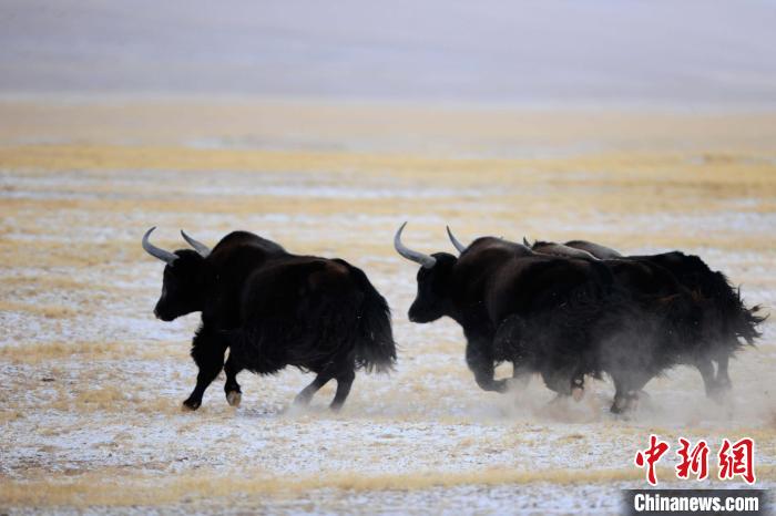 牦牛如何適應(yīng)低氧環(huán)境？中科院團(tuán)隊(duì)發(fā)現(xiàn)牦牛特有肺內(nèi)皮細(xì)胞起作用