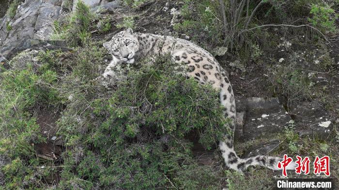 圖為雪豹向牧民攝影師方向張望。(資料圖) 公尕日 攝