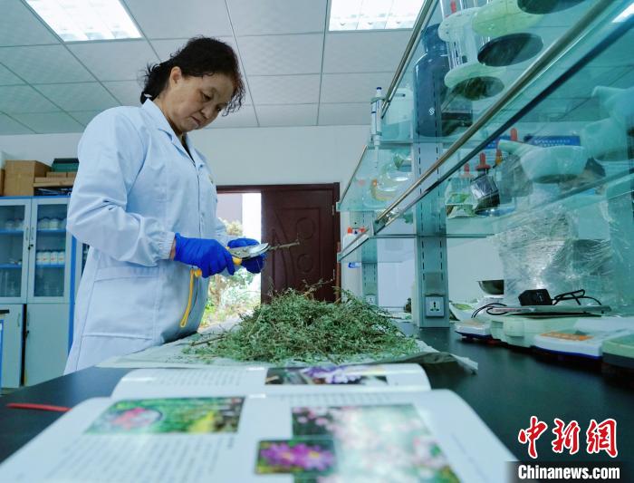 圖為張錦梅在實(shí)驗(yàn)室工作?！●R銘言 攝