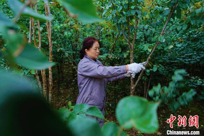 圖為張錦梅修剪丁香枝干?！●R銘言 攝