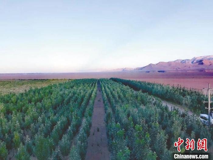 圖為格爾木境內(nèi)種植的綠樹?！「駹柲救诿襟w中心供圖