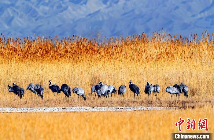 圖為可魯克湖野生水鳥(niǎo)覓食?！〉铝罟形麄鞑抗﹫D