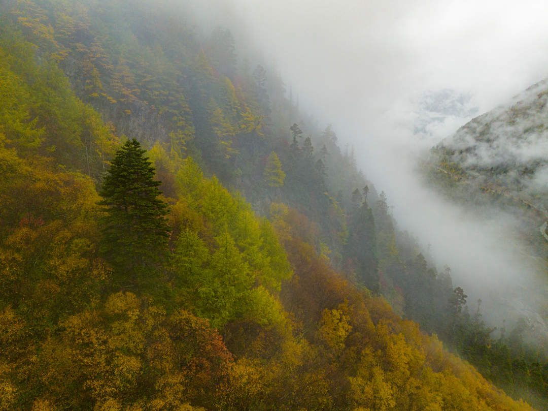 云纏霧繞，層林盡染。