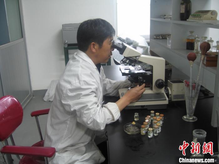 資料圖為研究團隊進行實驗室寄生蟲分類鑒定。　 青海省畜牧獸醫(yī)科學院供圖