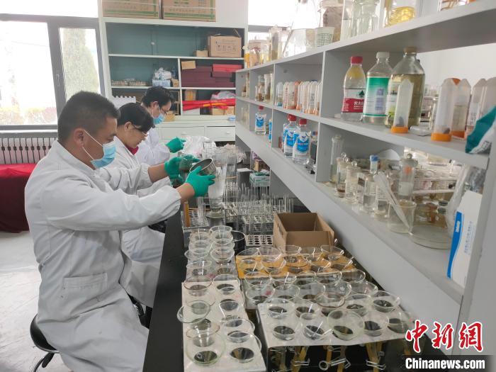 資料圖為研究團隊進行樣本檢查?！?青海省畜牧獸醫(yī)科學院供圖