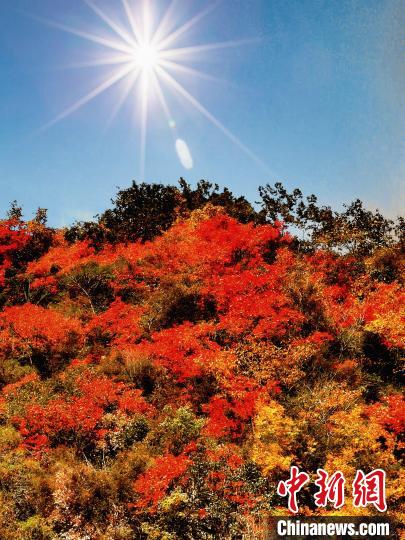 萬源市紅葉似火?！≈炱桨?攝