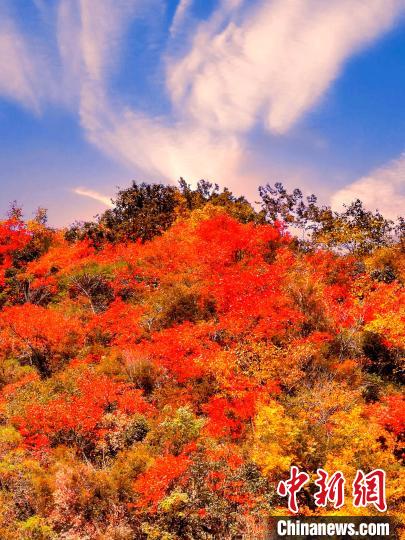 萬源深秋紅葉似火?！≈炱桨?　攝