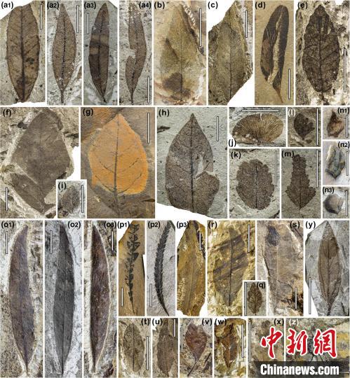 中始新世熱魯化石植物群(4500萬–4000萬年前)?！≈锌圃呵嗖馗咴?供圖