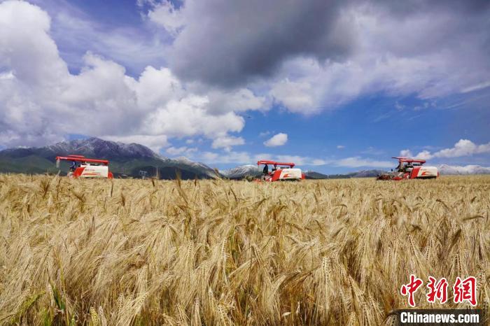 圖為青稞收獲?！±钣穹?攝