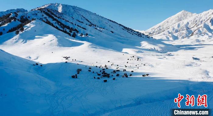 圖為牦牛群在雪地里覓食?！《继m縣融媒體中心供圖