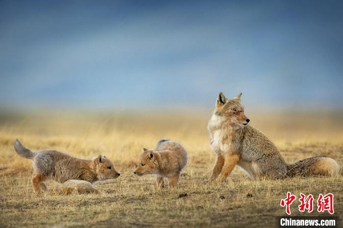 圖為焦生福的作品《居安思?！贰！∏嗪Ｊ∑钸B山自然保護(hù)協(xié)會供圖