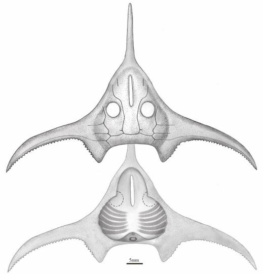 玉海翼角魚復(fù)原圖?！」ぢ?繪圖 攝