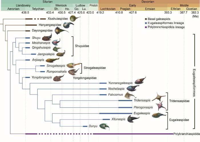 盔甲魚類的系統(tǒng)發(fā)育關(guān)系及地史分布。　中科院古脊椎所 供圖