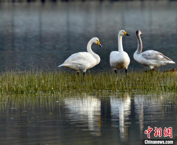 圖為三只大天鵝?！±钣穹?攝
