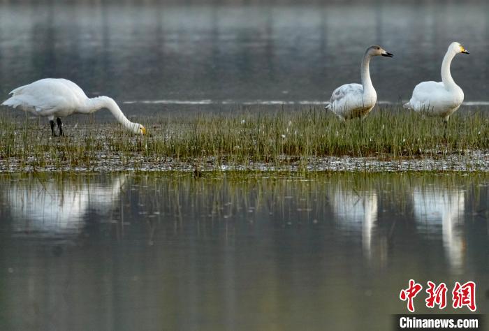 圖為三只大天鵝在黃河灘地嬉戲?！±钣穹?攝