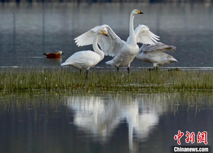 圖為三只大天鵝在黃河灘地嬉戲?！±钣穹?攝