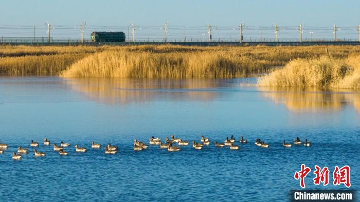 圖為多種野生鳥(niǎo)類(lèi)在湖中游蕩?！『螁⒔?攝