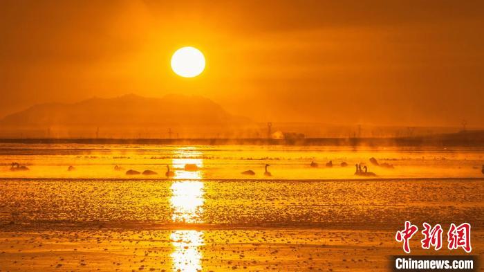 圖為天鵝群在湖中休憩。　何啟金 攝