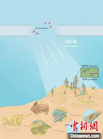 臭氧層破壞引起的紫外線輻射增加對(duì)陸地食物鏈的影響。　南古所 供圖
