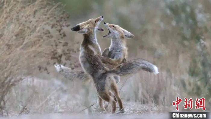 圖為同海元的作品《第一回合》?！∏嗪Ｊ∑钸B山自然保護(hù)協(xié)會(huì)供圖