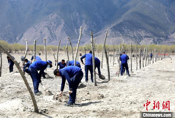 林芝市巴宜區(qū)森林消防中隊志愿服務(wù)隊熱火朝天的植樹現(xiàn)場?！∥骼@拉翁 攝