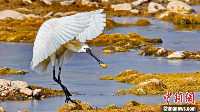 圖為白琵鷺?！?yán)桉 攝