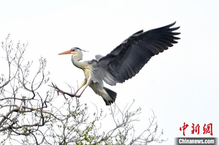 蒼鷺在覓食嬉戲?！“苍?攝