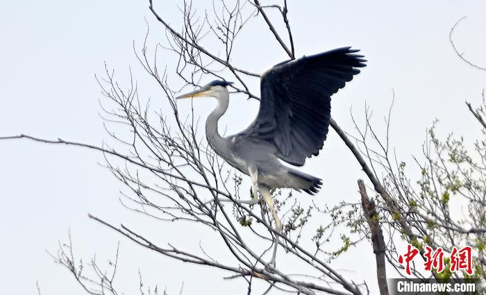 蒼鷺在覓食嬉戲?！“苍?攝