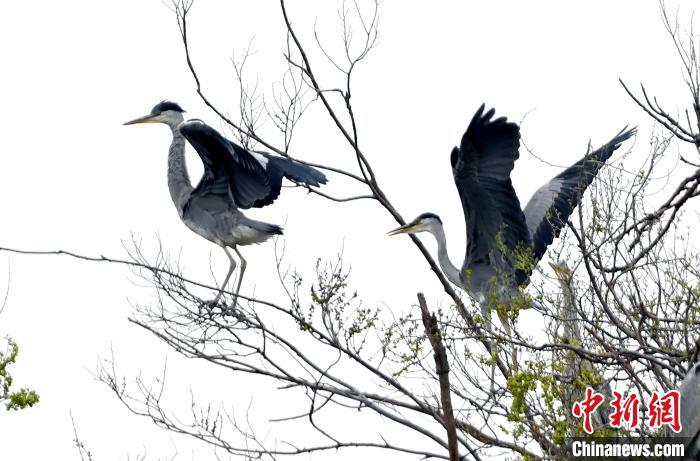 蒼鷺在覓食嬉戲?！“苍?攝