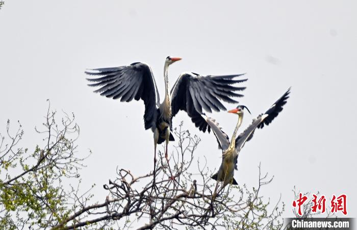 蒼鷺在覓食嬉戲?！“苍?攝