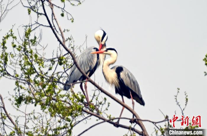 蒼鷺在覓食嬉戲?！“苍?攝