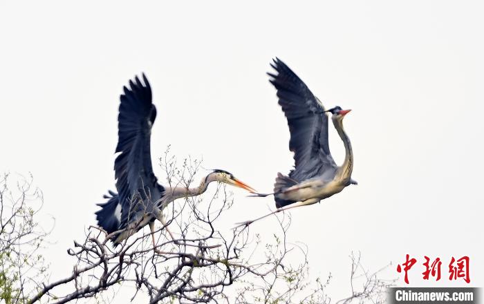 蒼鷺在覓食嬉戲。　安源 攝