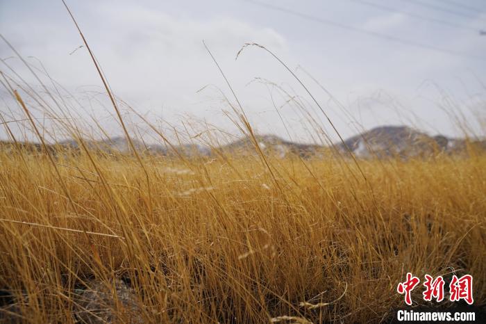 圖為青海省海西蒙古族藏族自治州天峻縣木里礦區(qū)草木茂盛?！●R銘言 攝