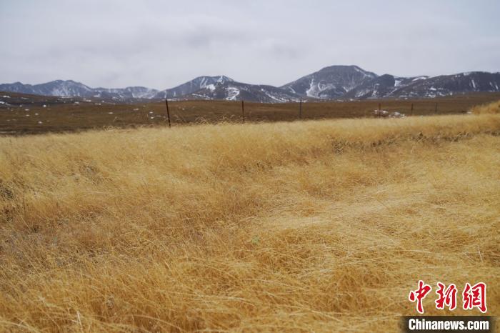 圖為青海省海西蒙古族藏族自治州天峻縣木里礦區(qū)草木茂盛?！●R銘言 攝