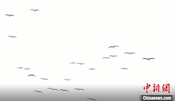 遷徙北歸?！√烊h融媒體中心 供圖