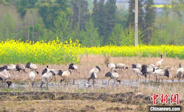 休息補給?！√烊h融媒體中心 供圖